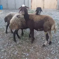 گوسفند افشار ابستن
