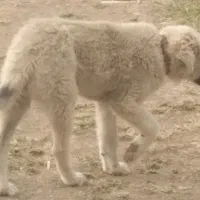 سگ دورگه