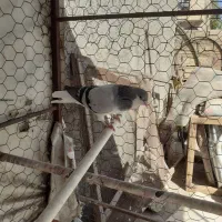 کبوتر|پرنده|قزوین, |دیوار