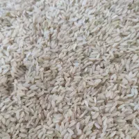 برنج چمپا لوداب