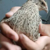 بلدرچین