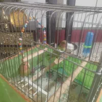 یه جفت طوطی برزیلی