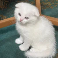 گربه نر جهت جفتگیری