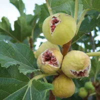 انجیر خشک|خوردنی و آشامیدنی|دالاهو, |دیوار