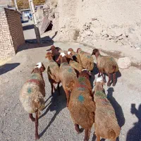 گوسفند داشتی|حیوانات مزرعه|بلبان آباد, |دیوار