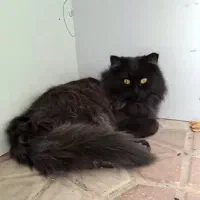 گربه گمشده|حیوانات|شیراز, غدیر شمالی|دیوار