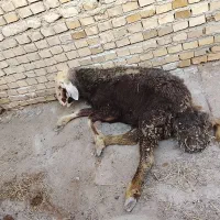 بره نر|حیوانات مزرعه|چناران, |دیوار