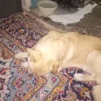 واگذاری رایکان سگ