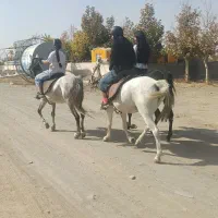 آموزش سوارکاری، گشت و طبیعت گردی با اسب|اسب و تجهیزات اسبسواری|مشهد, شهرک صنعتی توس|دیوار