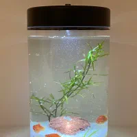 اکواریوم  رو میزی