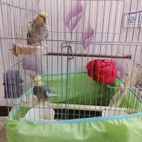 دو عدد عروس هلندی نر و ماده همراه قفس و کلبه 2400|پرنده|اهواز, کوی سعدی|دیوار