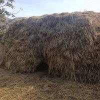 علف|لوازم جانبی حیوانات|بازرگان, |دیوار