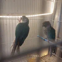 گرینچیک جوجه تراکویس ۳عدد ردچیک سانچیک مونچیک