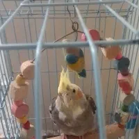 عروس هلندی نر سرحال|پرنده|علیآباد کتول, |دیوار