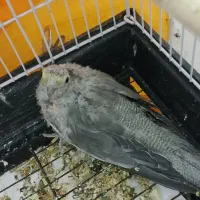 جوجه عروس هلندی|پرنده|سربیشه, |دیوار