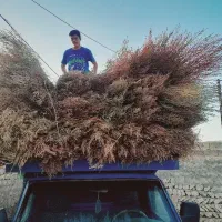 جارو شهرداری|لوازم نظافت|سرپل ذهاب, |دیوار