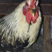 خروس گلین و کبوتر تهرونی|حیوانات مزرعه|اصفهان, جلفا|دیوار