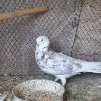 کبوتر