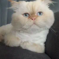 گربه پرشین سوپر فلت چشم آبی|گربه|مشهد, گوهرشاد|دیوار