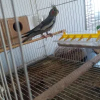 طوطی عروس هلندی ماده|پرنده|بابل, |دیوار