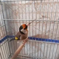 سهره سرسیا 10عدد نقش|پرنده|شیراز, کوشک میدان|دیوار