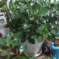 گل طبیعی|گل و گیاه طبیعی|سراب, |دیوار