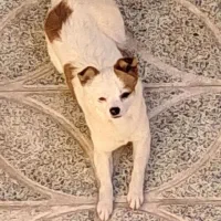 حیوان خانگی که شیطونه