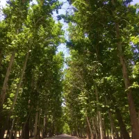 اجاره زمین کشاورزی