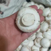 قارچ سبدی/کارتنی/بسته بندی|خوردنی و آشامیدنی|ارژن, |دیوار