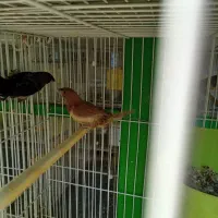 فنچ بنگالی گلدین