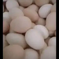 تخم مرغ محلی تازه