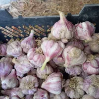 سیرمحلی تند