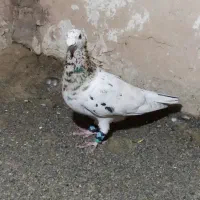 هفرنگ نر پرشی گرفتنی