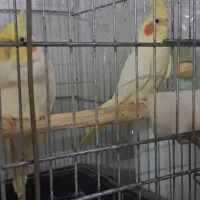 عروس هلندی