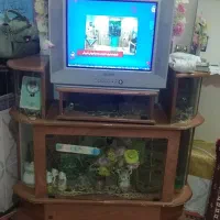 تلویزیون میز، دیجیتال،