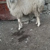 قوچ|حیوانات مزرعه|انگوت, |دیوار