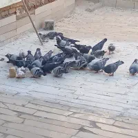 کبوتر فروشی