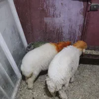 برنه نر و ماده