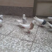 طوقی هفت رنگ زرد سیاه|پرنده|باوی, |دیوار