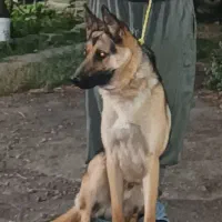 سگ ژرمن نژاد دار