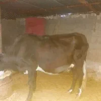 گاو آبستن شیش دانگ