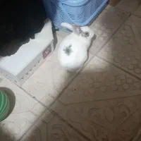 خرگوش|موش و خرگوش|اهر, |دیوار