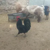 خروس یک سال محلی