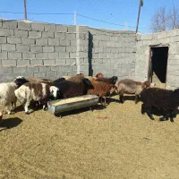 تعدادی بره نر و ماده همو و هترو بفروش میرسد