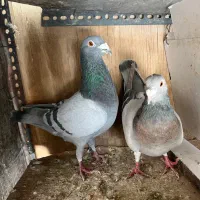 کبوتر پلاکی