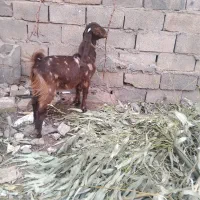 گیسه کاموری و بز پاکستانی دوقلو زا|حیوانات مزرعه|کرمان, |دیوار