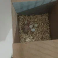 یک جفت عروس هلندی مولد لوتینو 4عدد تخم با یه جوجه