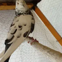 کبوتر|پرنده|رباط‌کریم, رباط‌کریم|دیوار