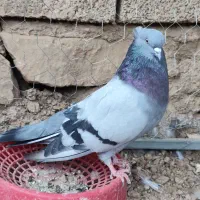 نر سبز صدادار نسل قدیم عطیقه|پرنده|مسجد سلیمان, |دیوار