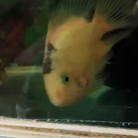 ماهی|ماهی|ری, علایین|دیوار